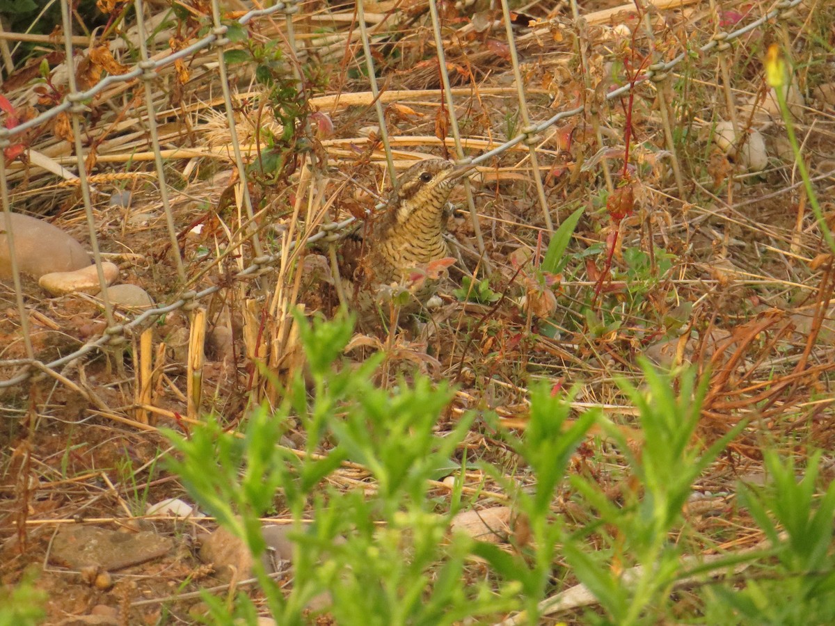 Eurasian Wryneck - ML638836512