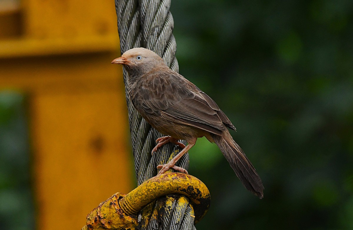 Yellow-billed Babbler - ML638836516