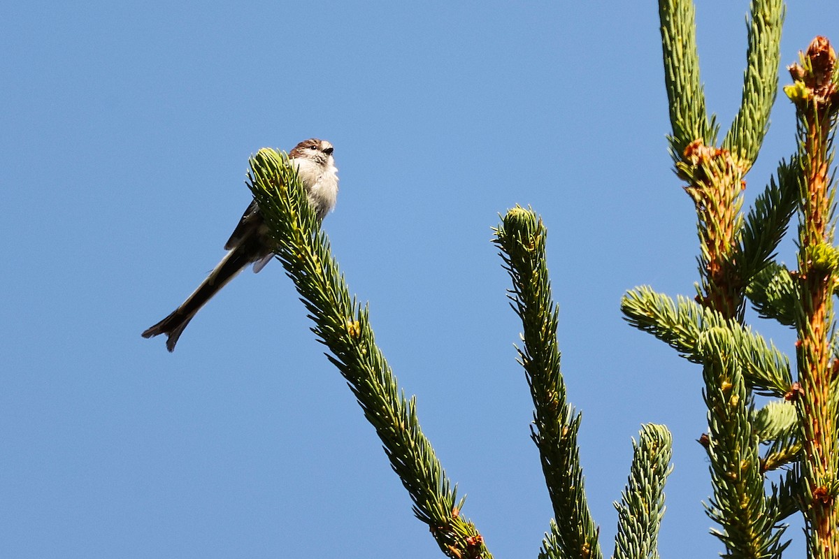 Long-tailed Tit - ML638836517