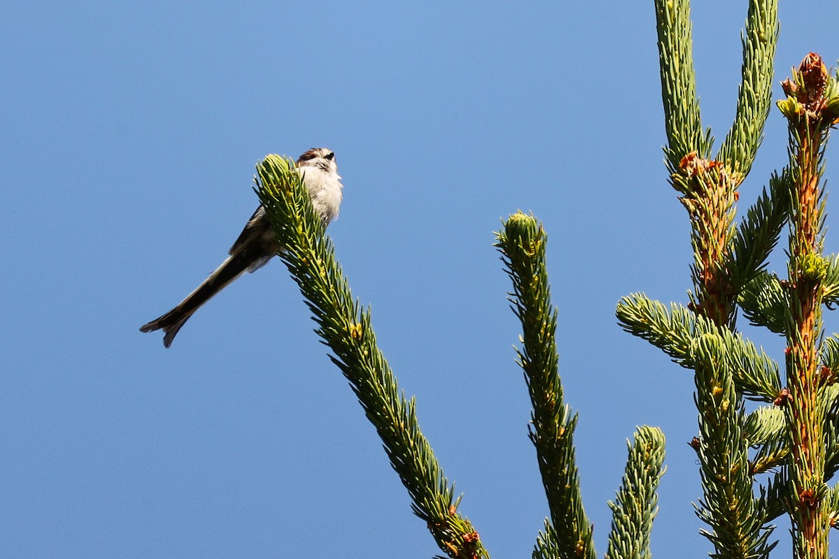 Long-tailed Tit - ML638836519