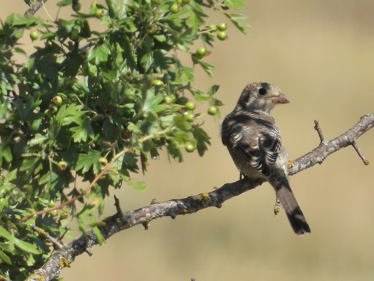 Woodchat Shrike - ML638836520