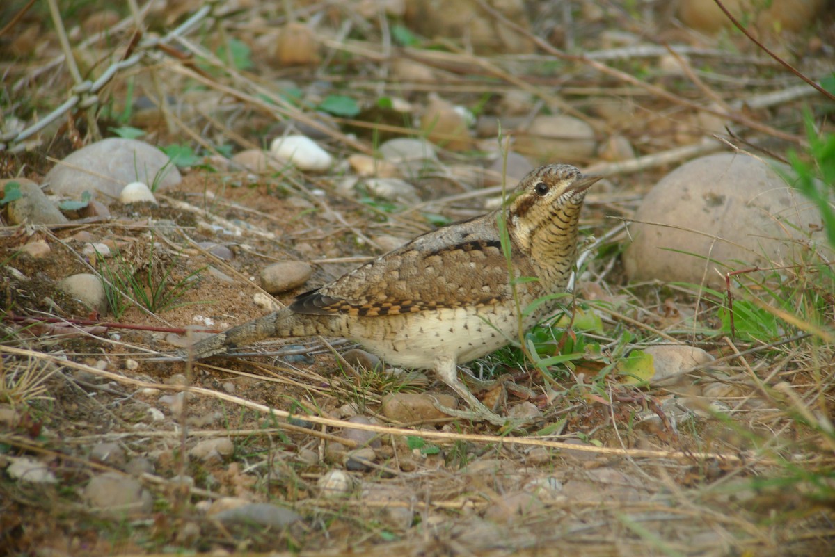 Eurasian Wryneck - ML638836521
