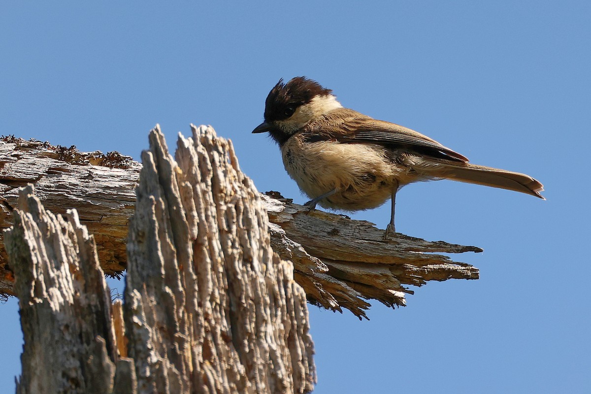 Willow Tit - ML638836522