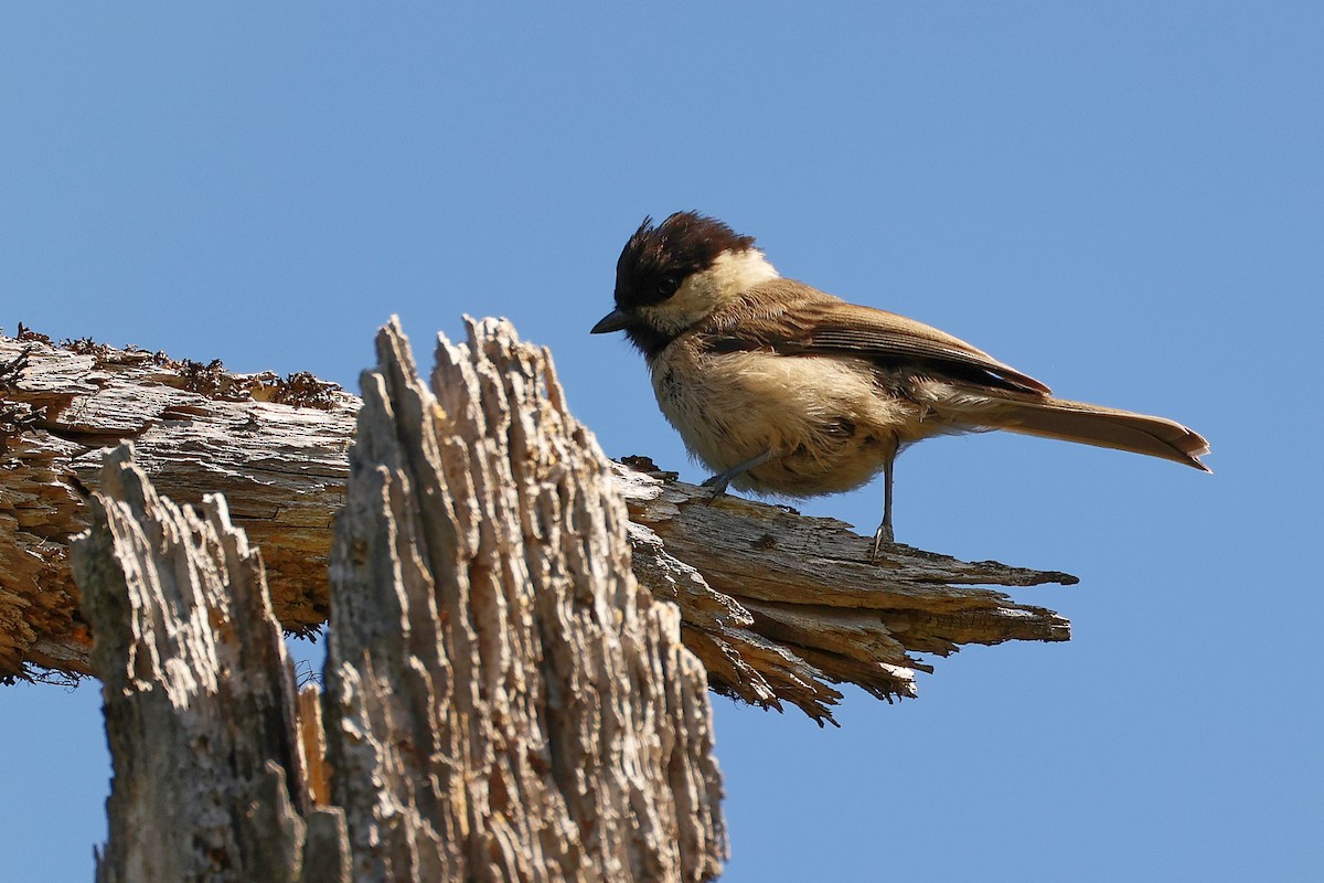Willow Tit - ML638836524