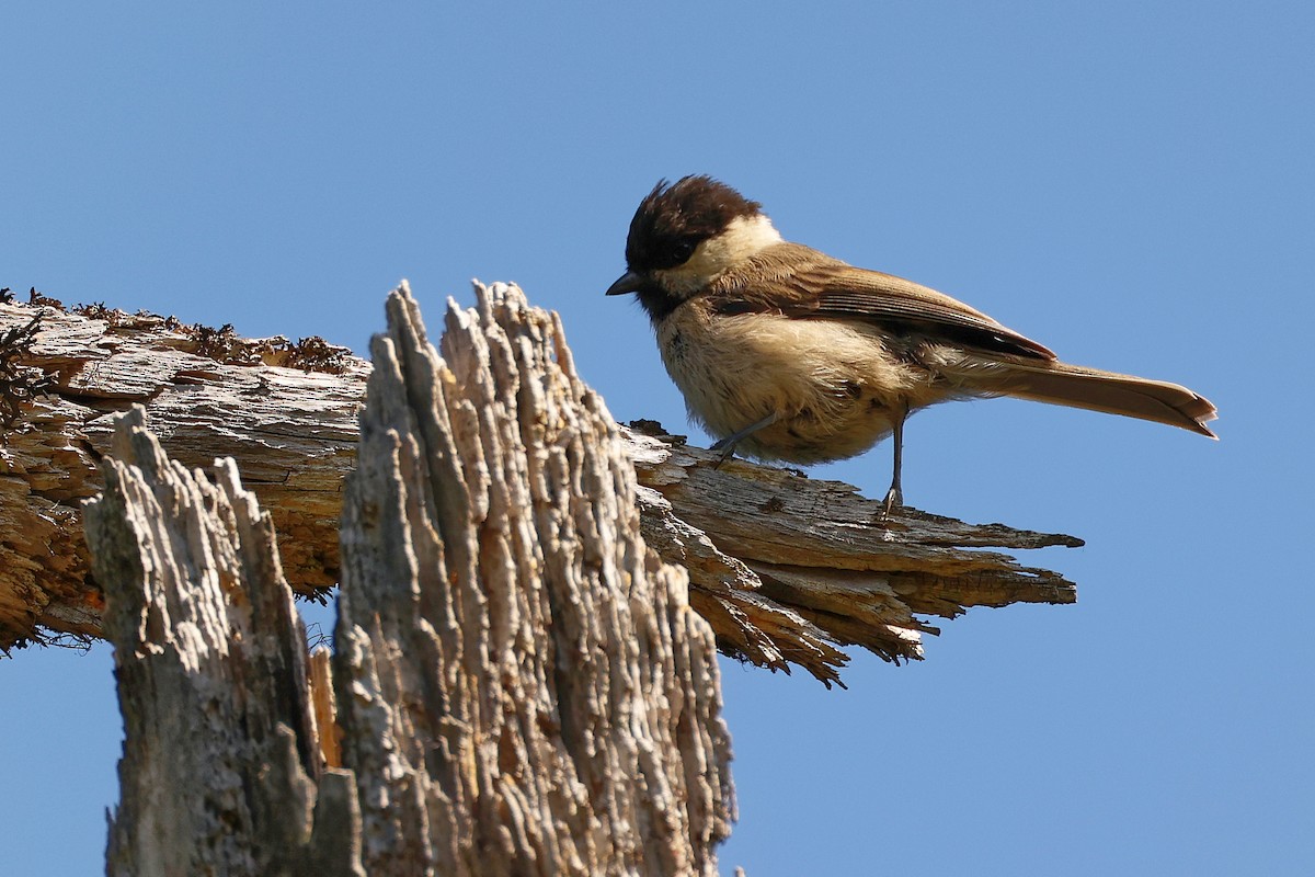 Willow Tit - ML638836525