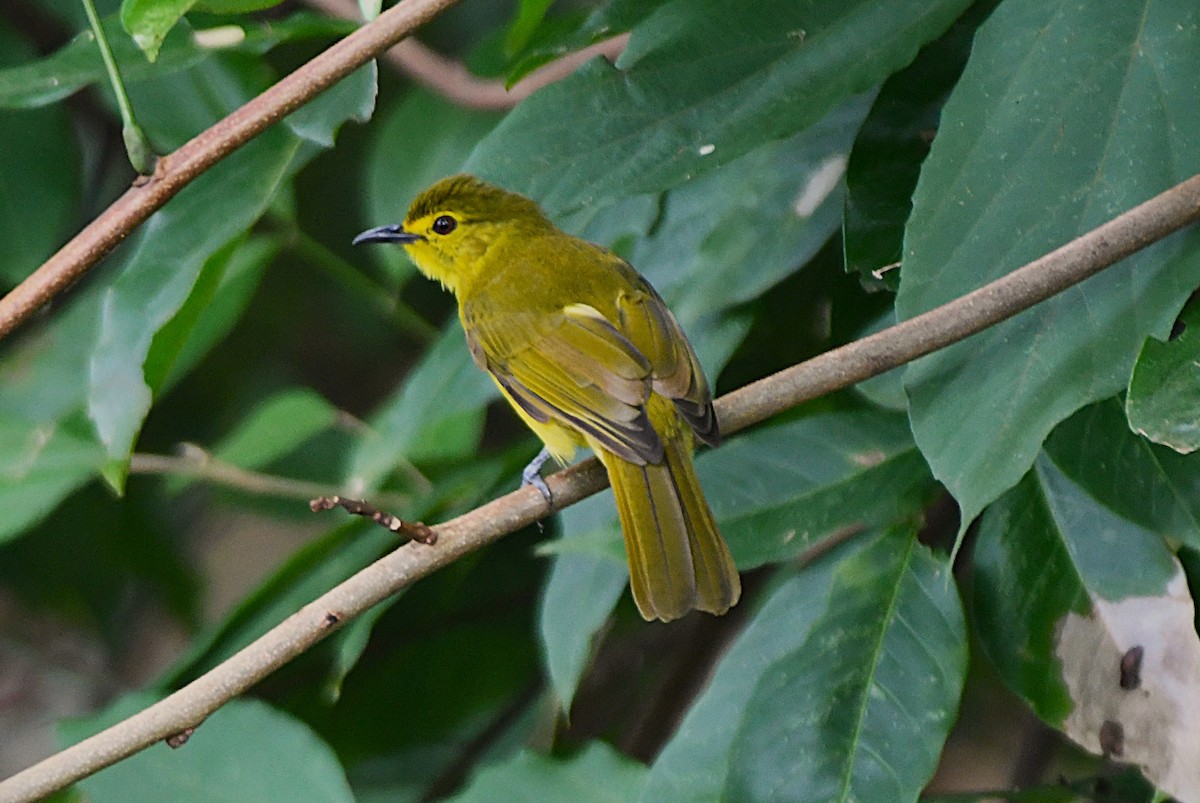 Yellow-browed Bulbul - ML638836527