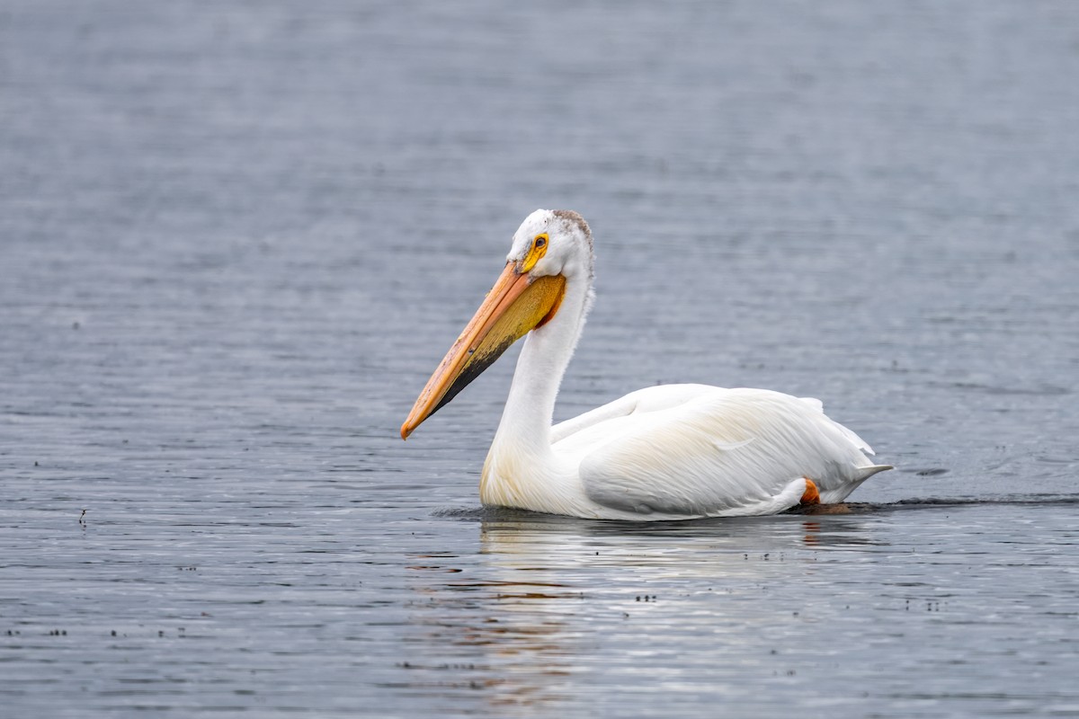 American White Pelican - ML638836531