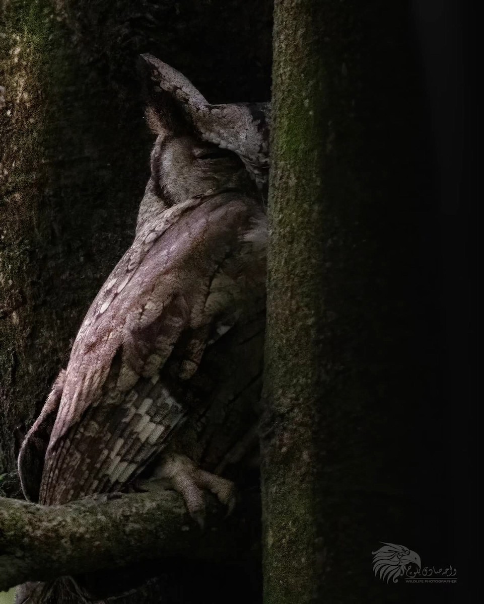 Indian Scops-Owl - ML638836534