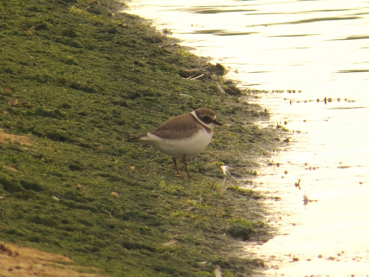 Common Ringed Plover - ML638836548