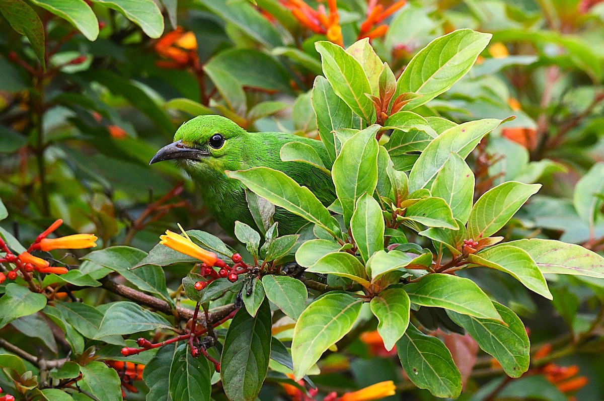 Jerdon's Leafbird - ML638836550
