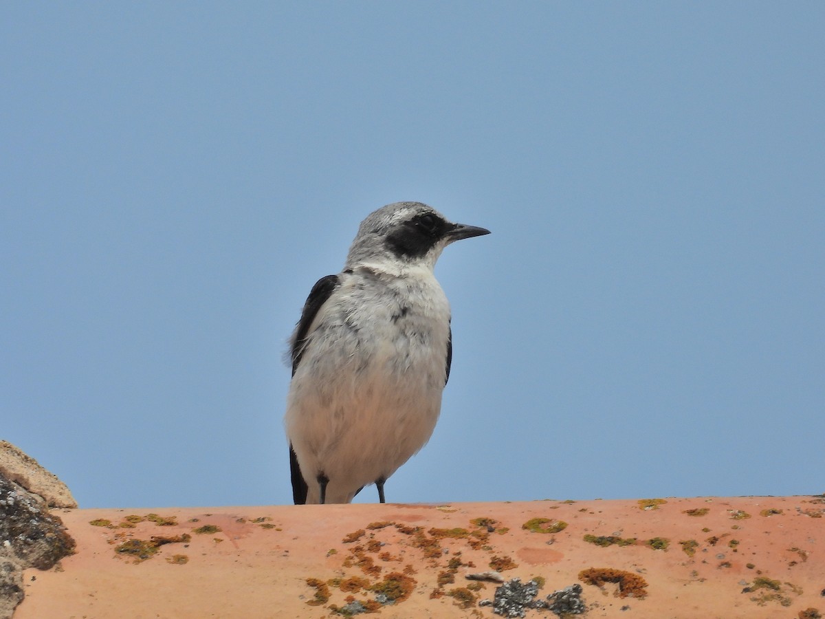 Northern Wheatear - ML638836559