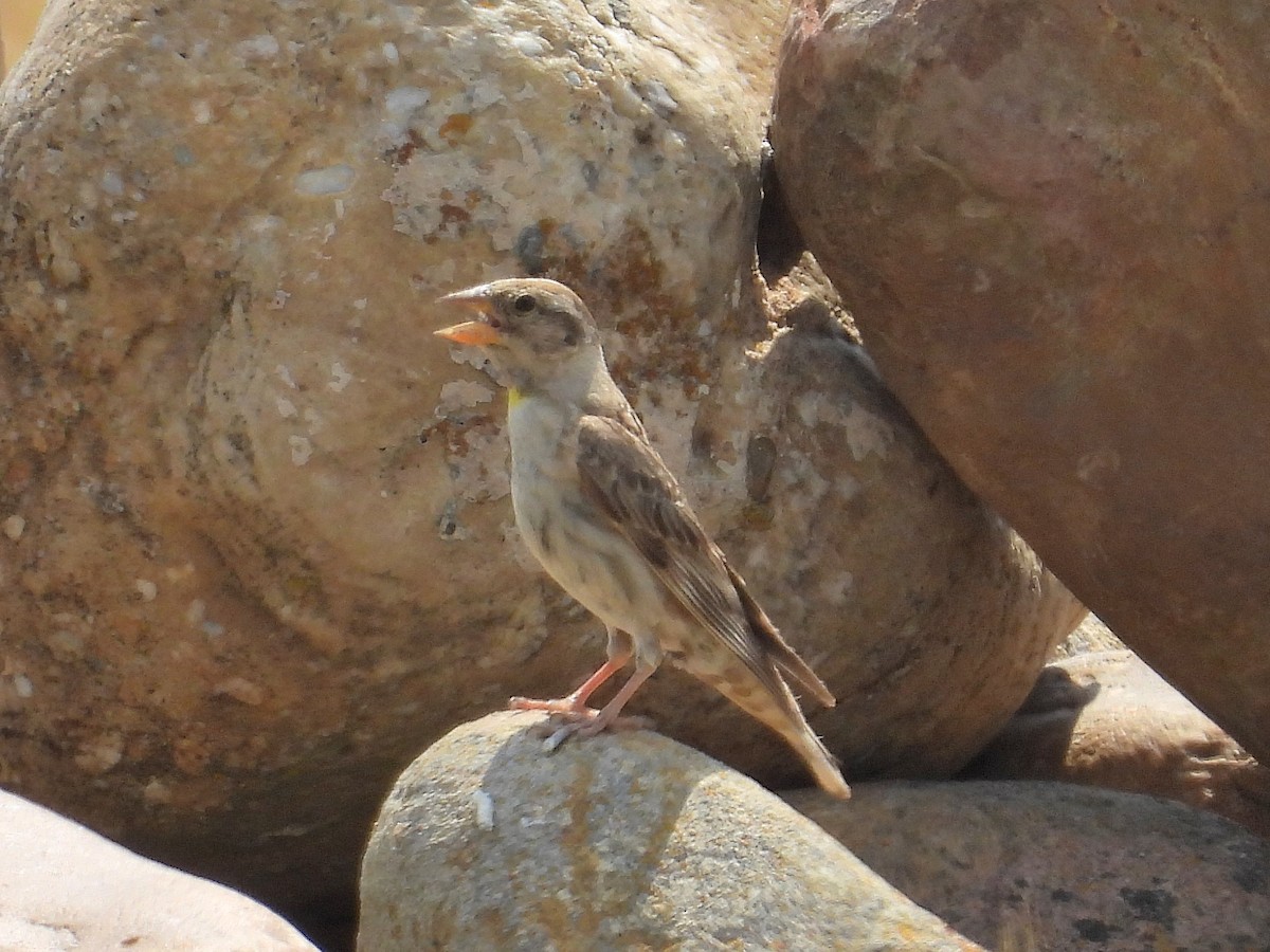 Rock Sparrow - ML638836563