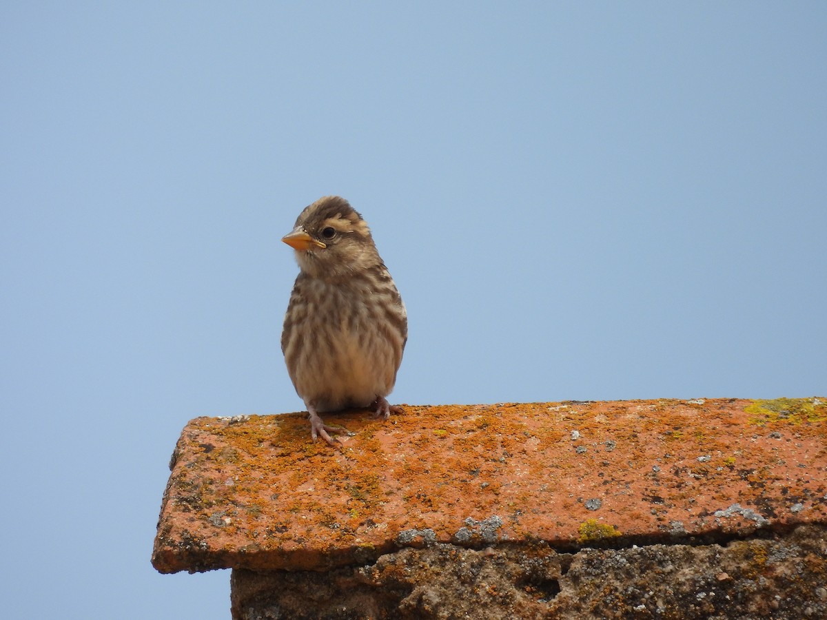 Rock Sparrow - ML638836564