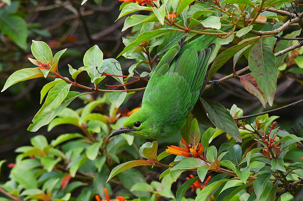 Jerdon's Leafbird - ML638836589