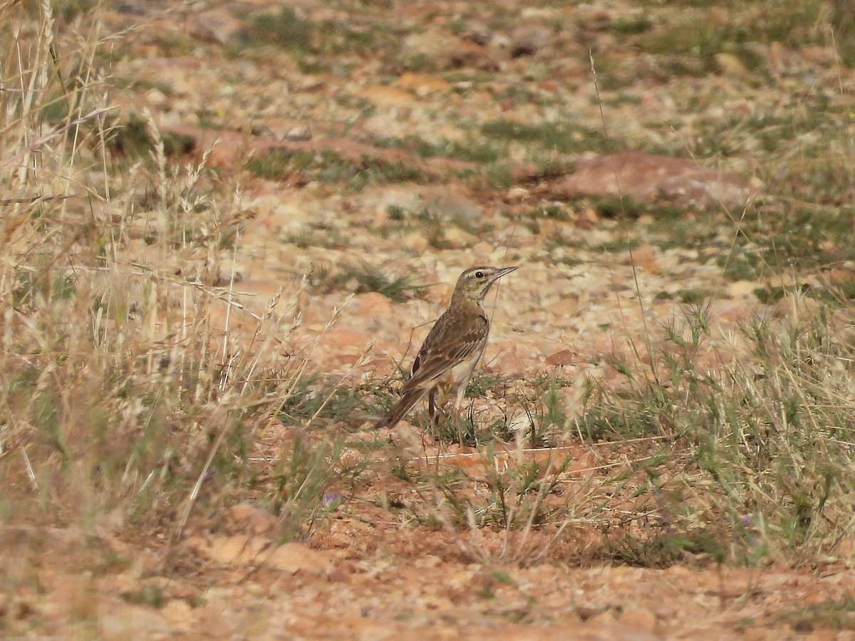 Tawny Pipit - ML638836597