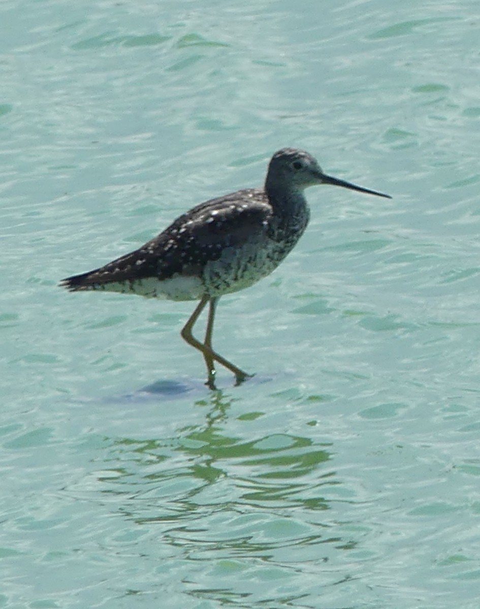 Greater Yellowlegs - ML638836614