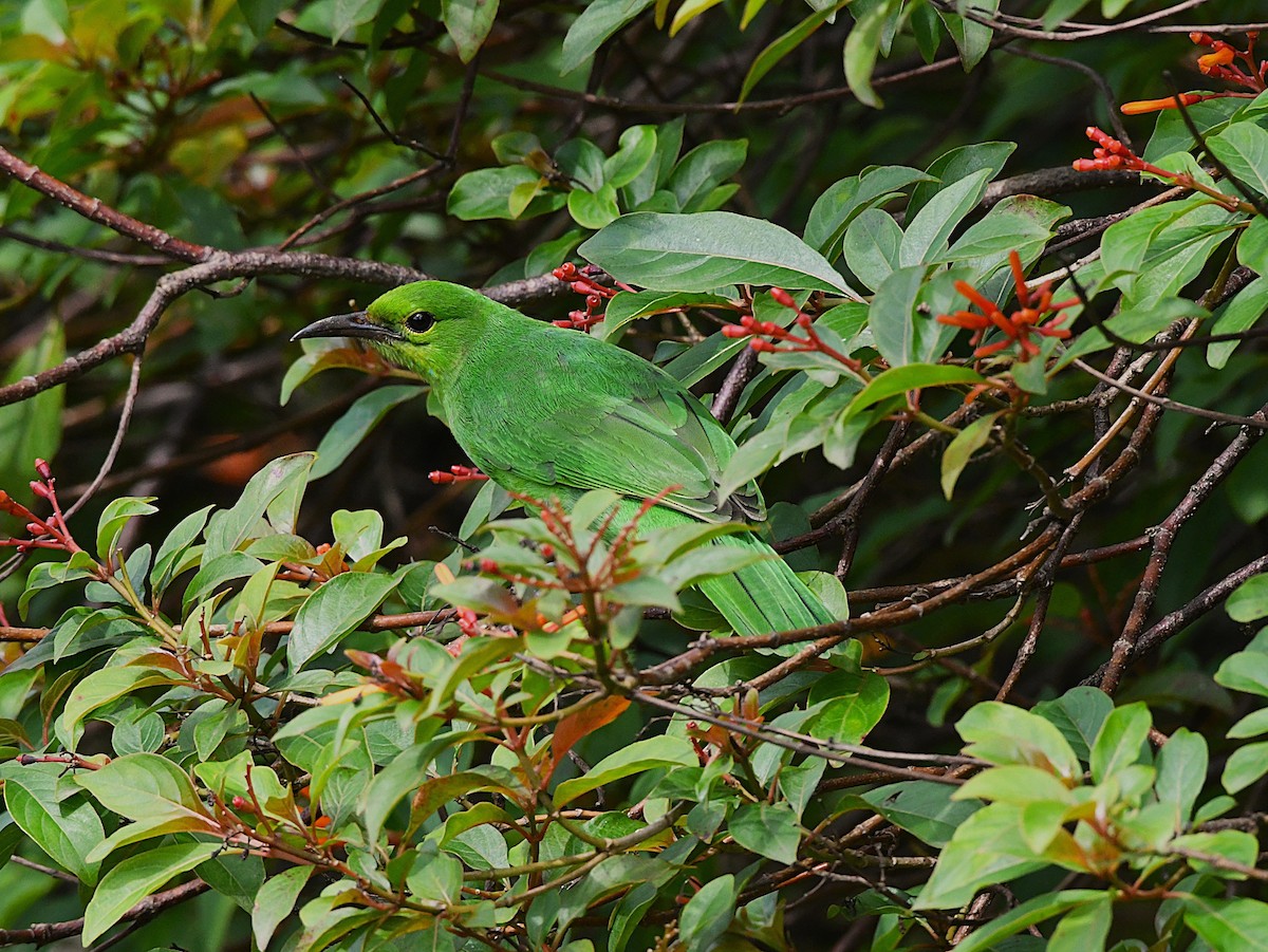 Jerdon's Leafbird - ML638836641