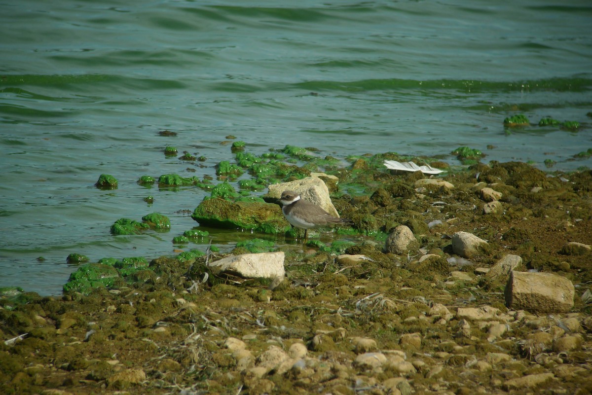 Common Ringed Plover - ML638836643