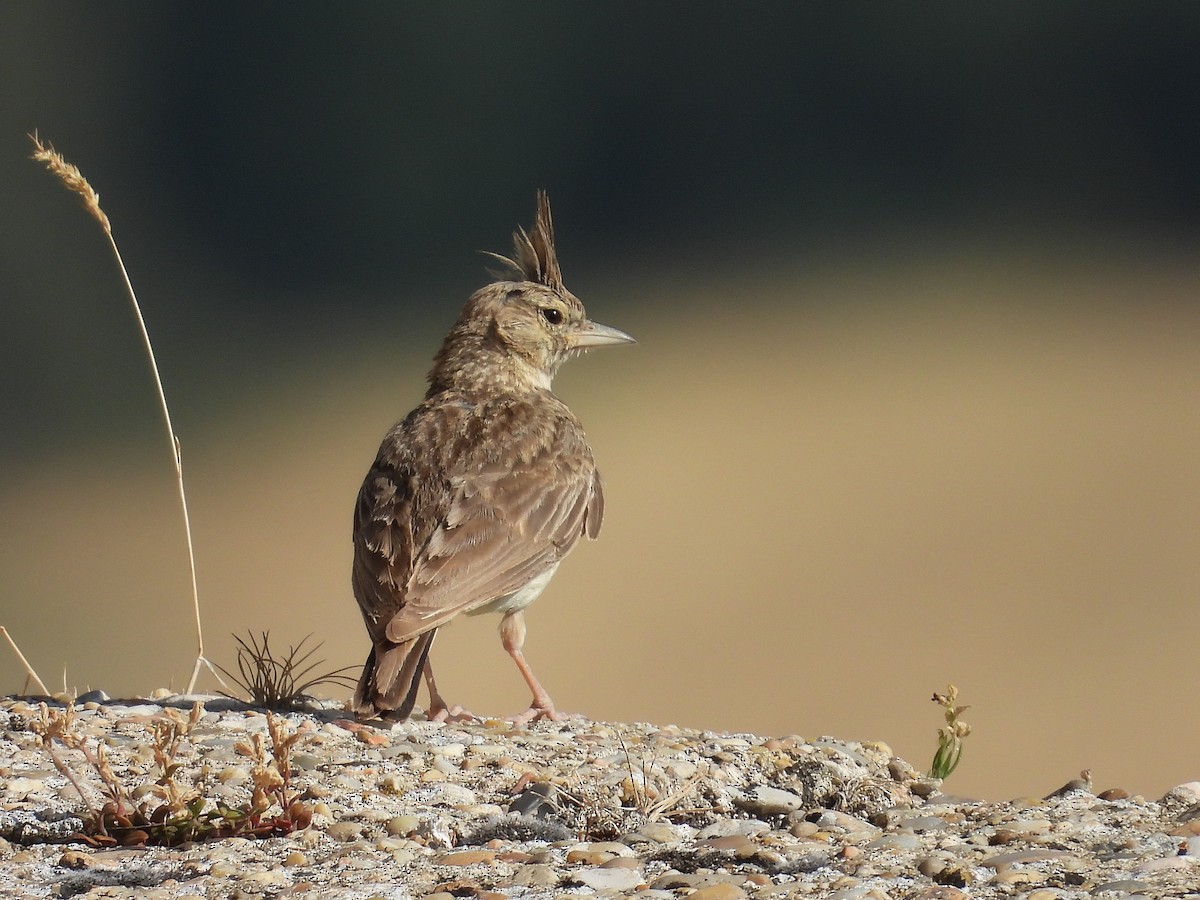 Thekla's Lark - ML638836646