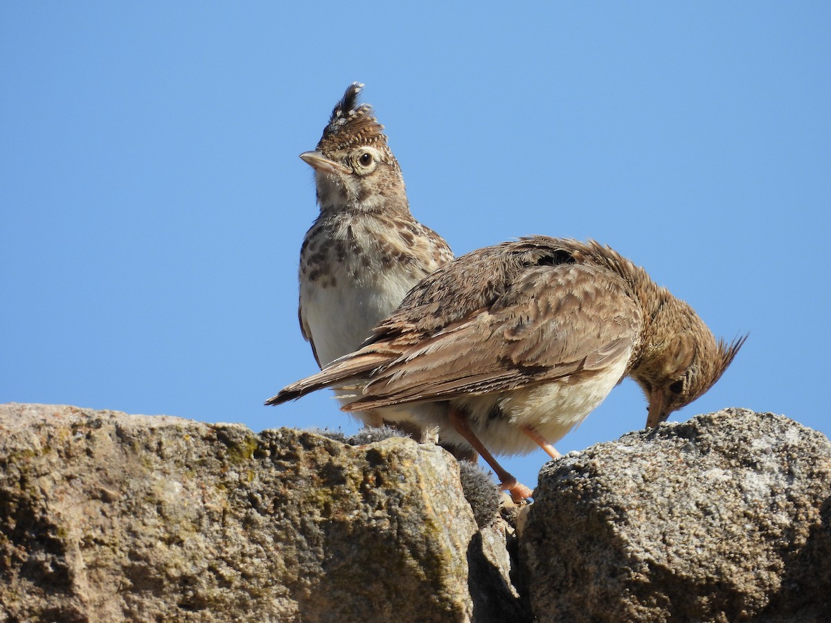 Thekla's Lark - ML638836648