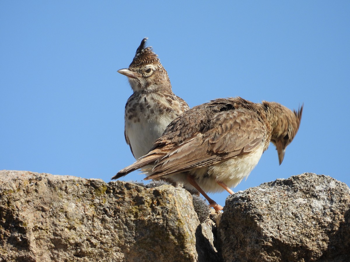 Thekla's Lark - ML638836649