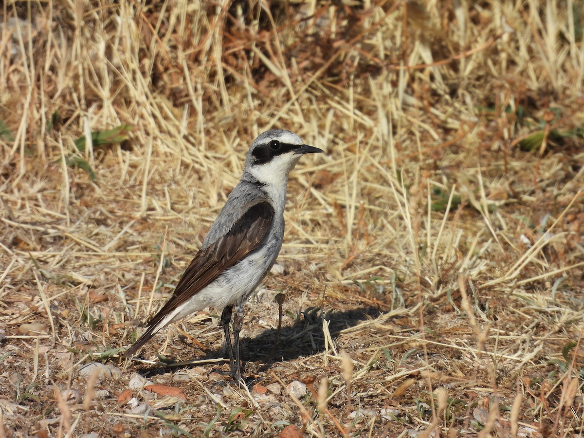 Northern Wheatear - ML638836681