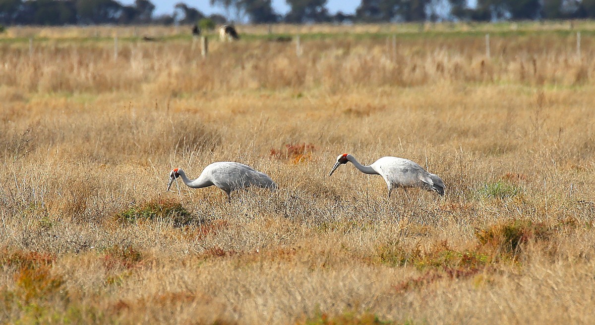 jeřáb australský - ML638836682