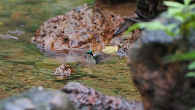 Black-eared Fairy - ML638836709