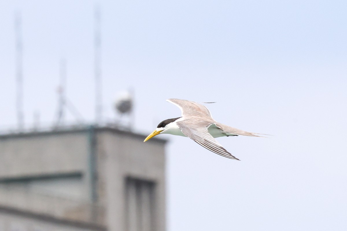 Great Crested Tern - ML638836742