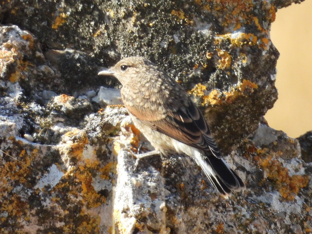 Western Black-eared Wheatear - ML638836743