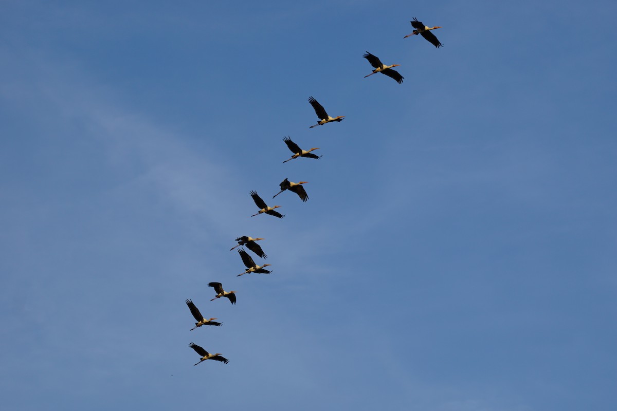 Painted Stork - ML638836748
