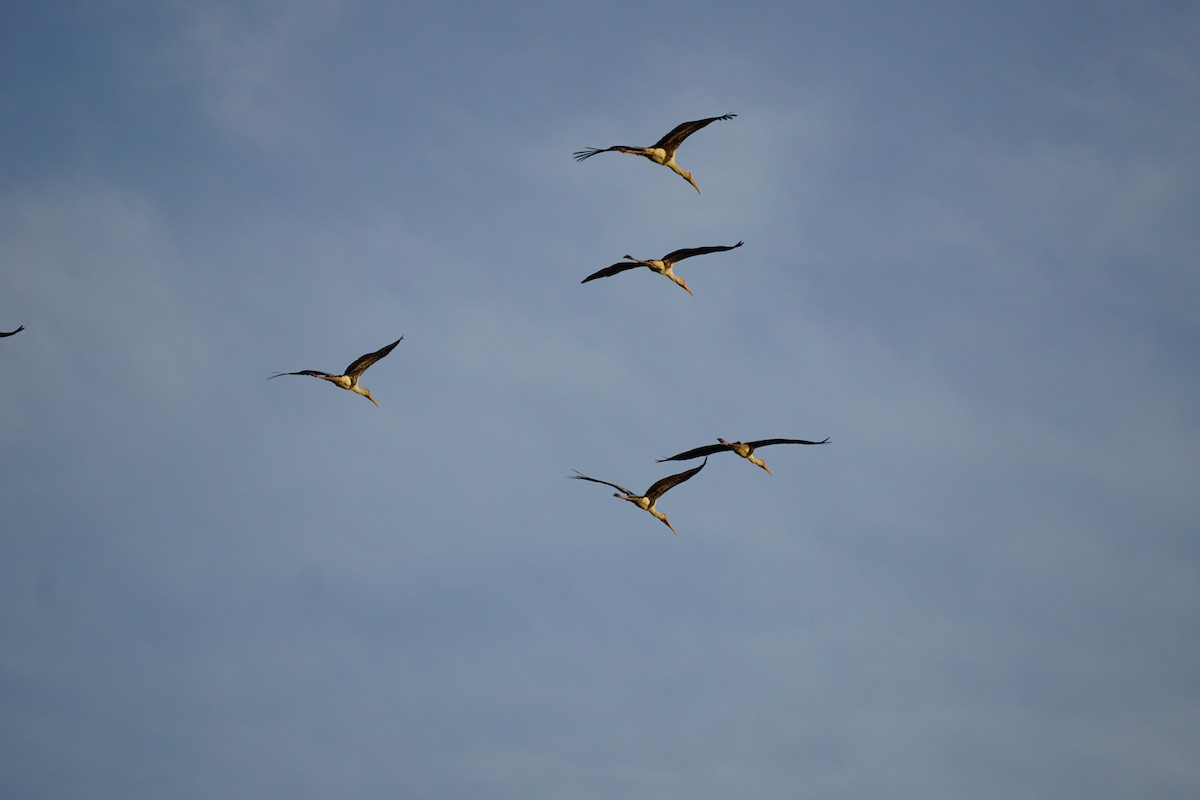 Painted Stork - ML638836753