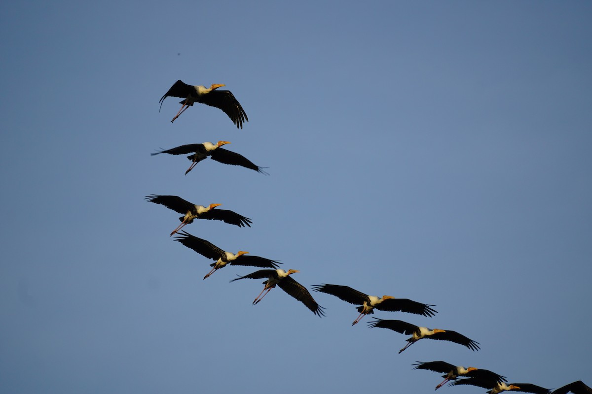 Painted Stork - ML638836757