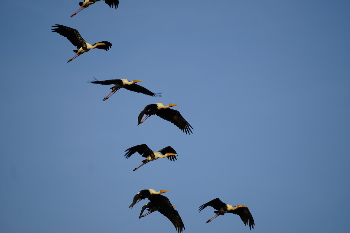 Painted Stork - ML638836759