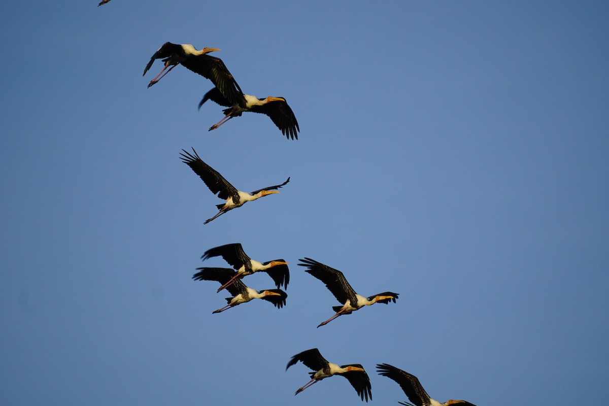 Painted Stork - ML638836761