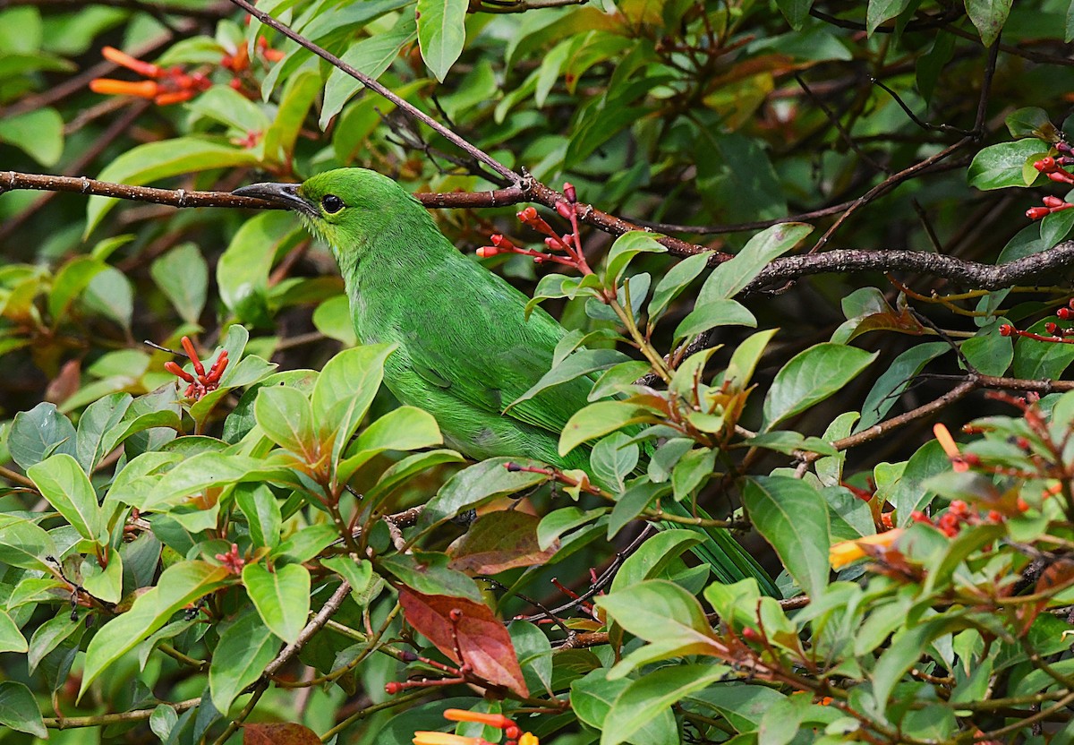 Jerdon's Leafbird - ML638836763