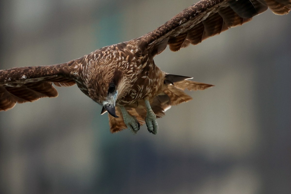 Black Kite - ML638836765