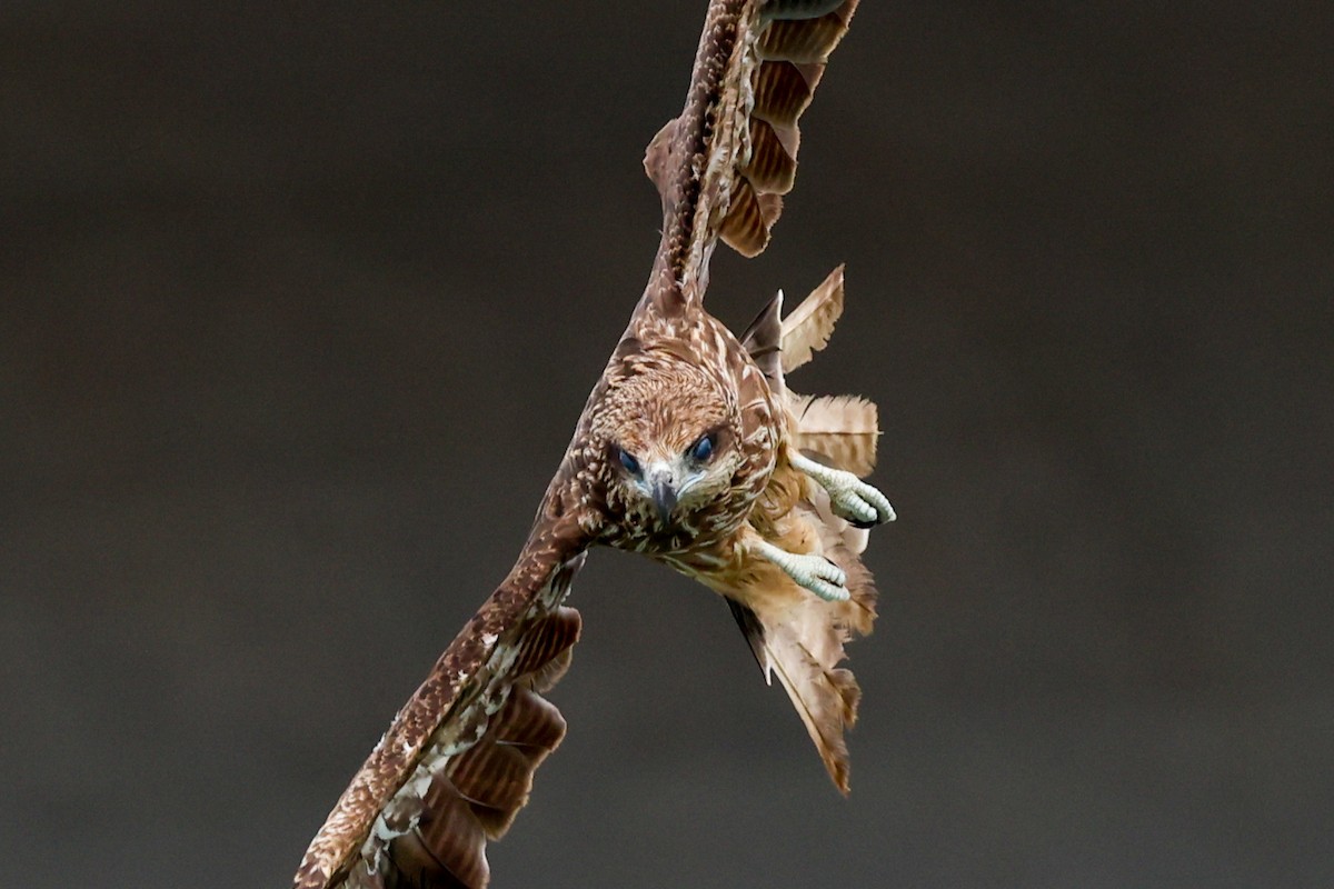 Black Kite - ML638836766
