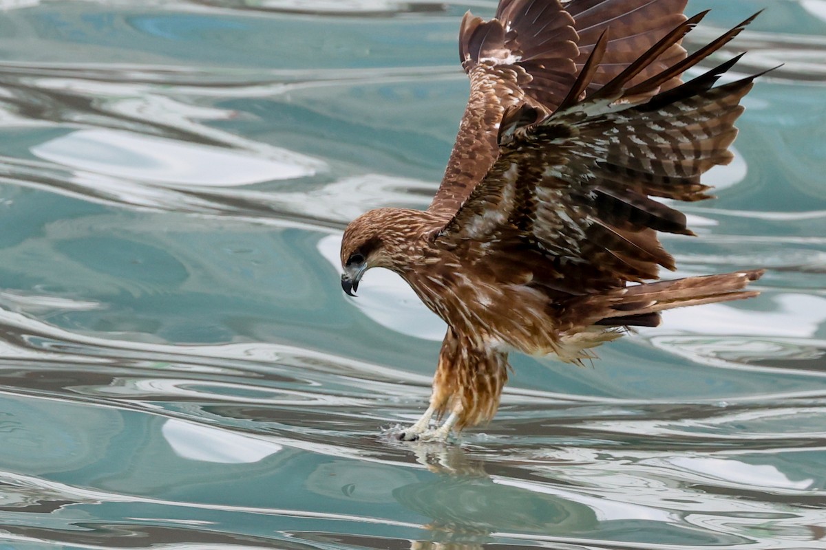 Black Kite - ML638836767