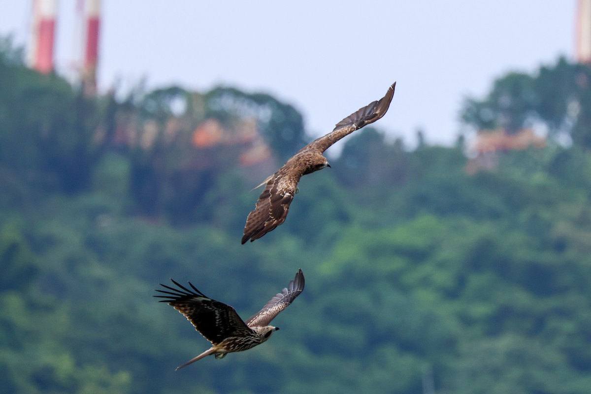 Black Kite - ML638836768