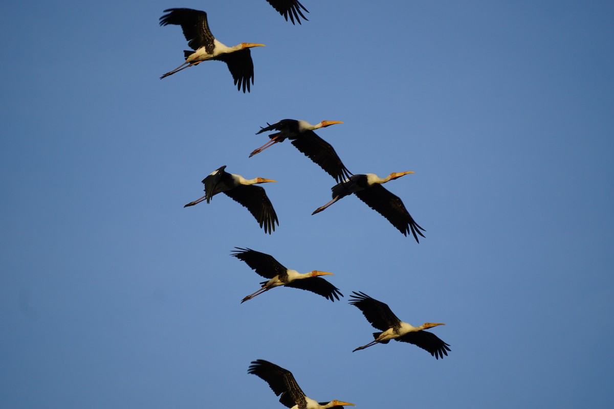 Painted Stork - ML638836774