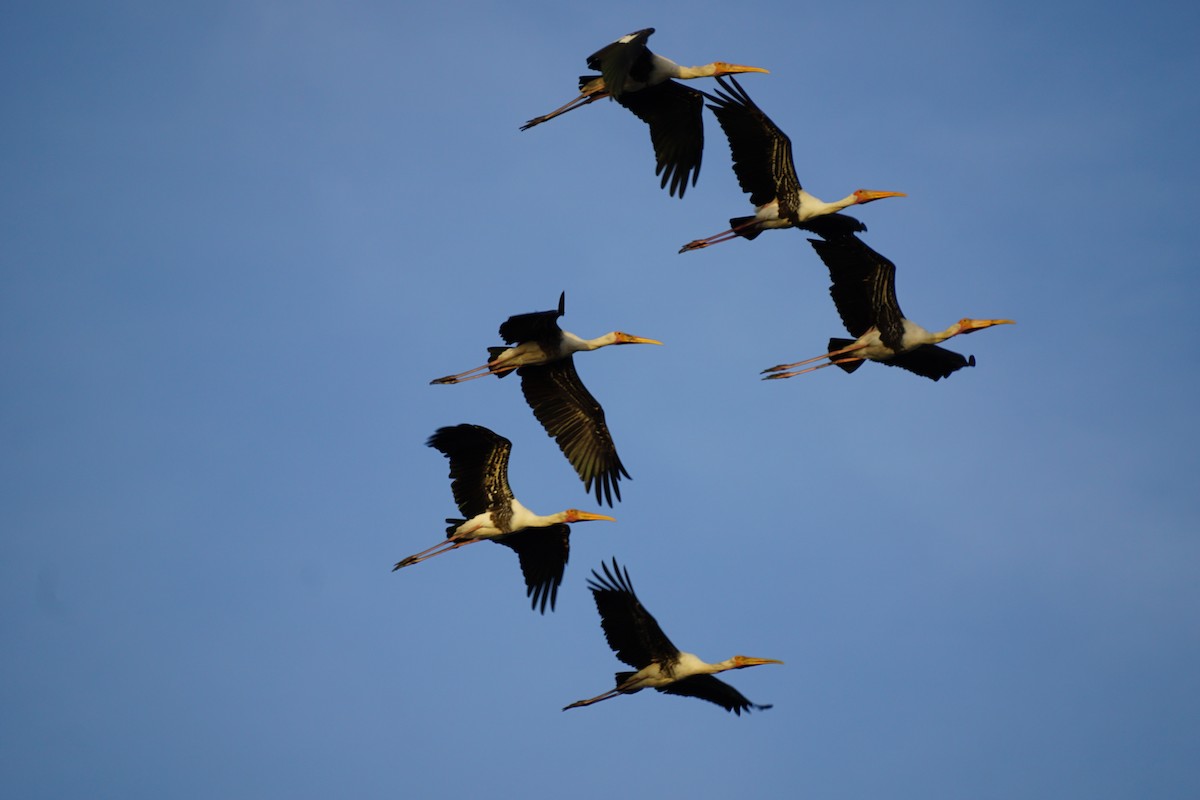 Painted Stork - ML638836776