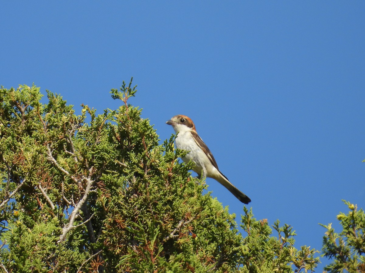 Woodchat Shrike - ML638836781