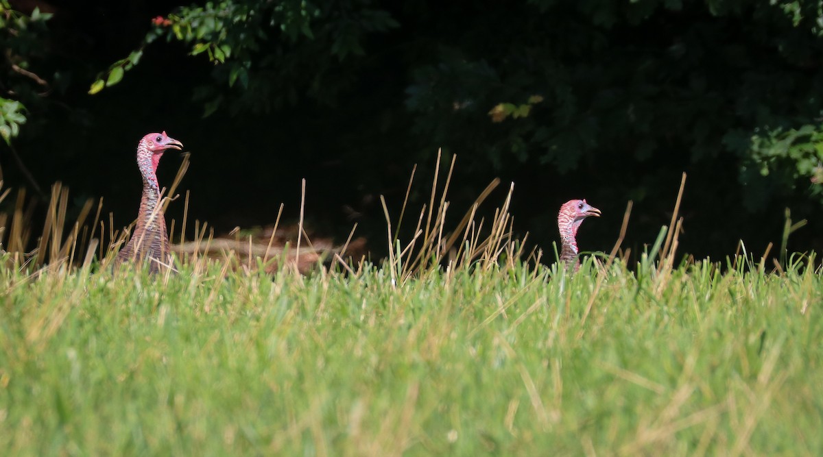 Wild Turkey - ML638836785