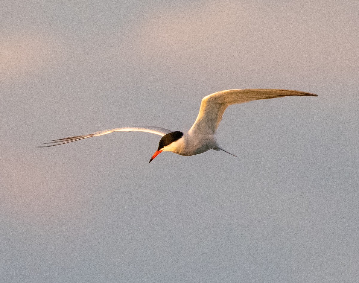 Common Tern - ML638836788