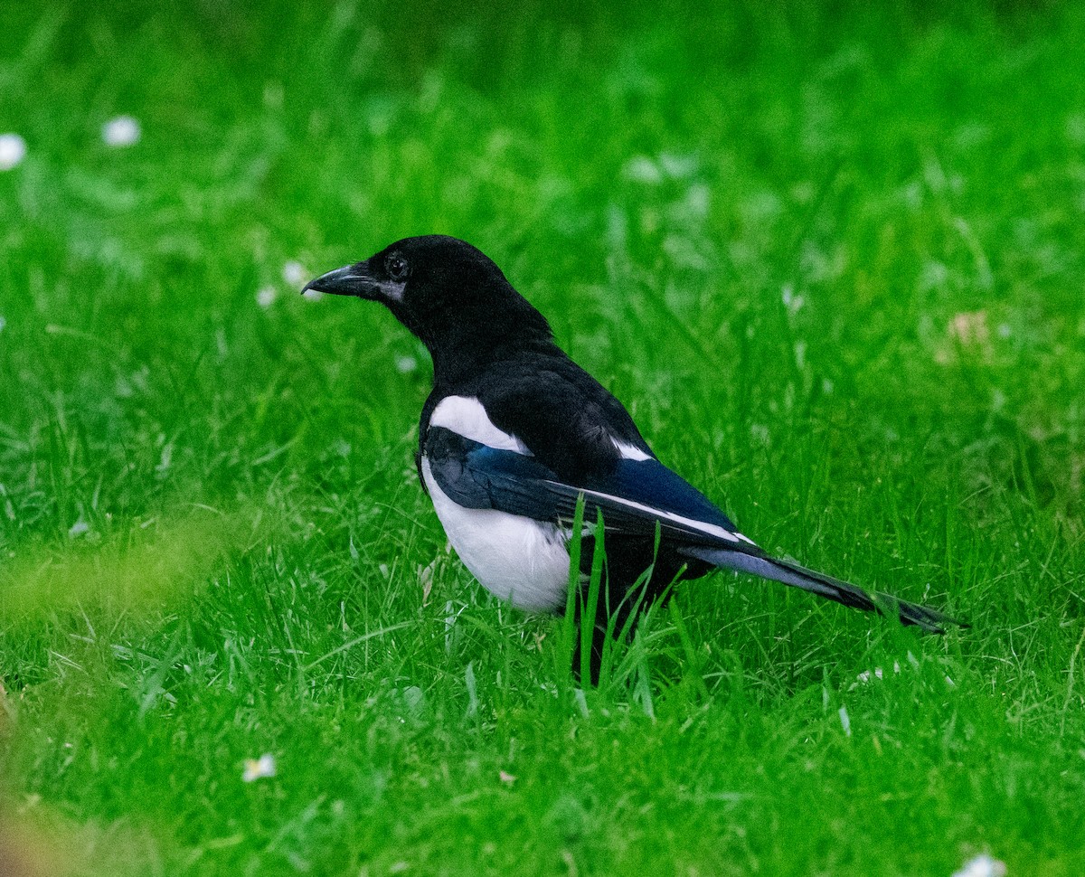 Eurasian Magpie - ML638836825