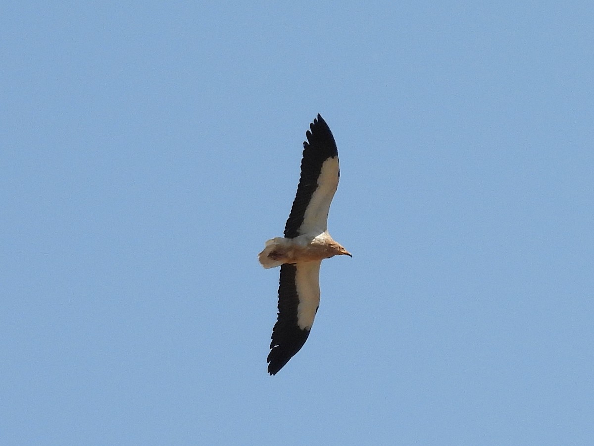 Egyptian Vulture - ML638836828