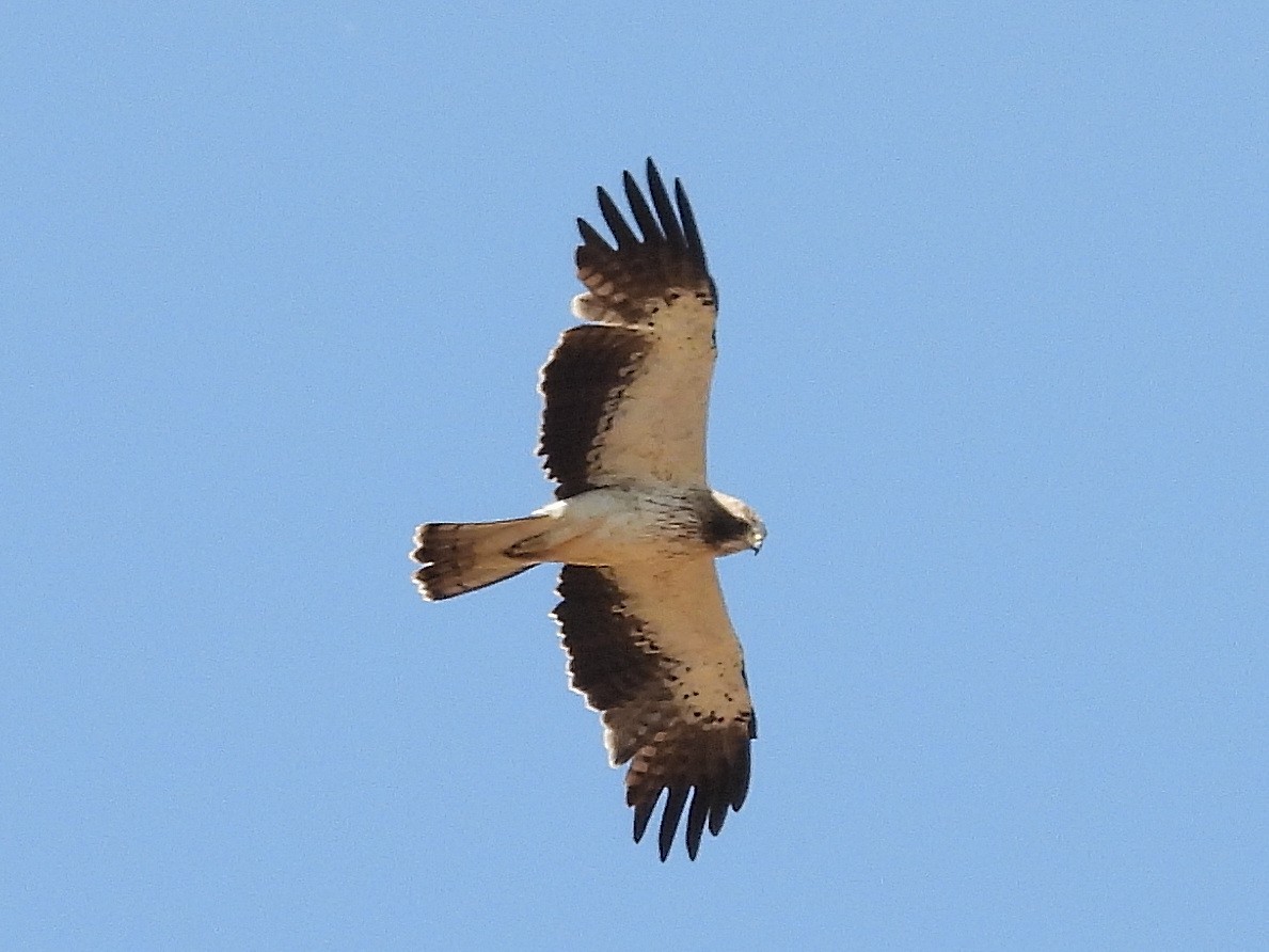 Booted Eagle - ML638836860