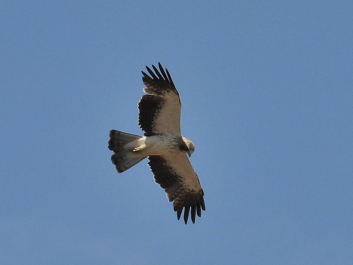Booted Eagle - ML638836861