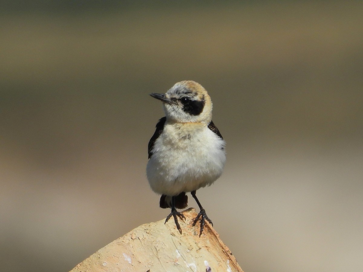Western Black-eared Wheatear - ML638836874